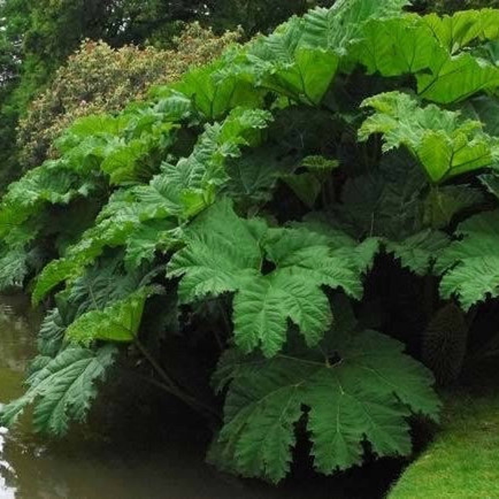 Giant Rhubarb Seeds - Gunnera Manicata