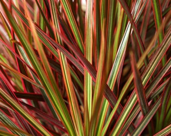 Dracaena Colorama - Dragon Tree - Dracaena Marginata - Tropical Houseplant - Buy Any 3 Get 1 Free - Check Personalize For Details