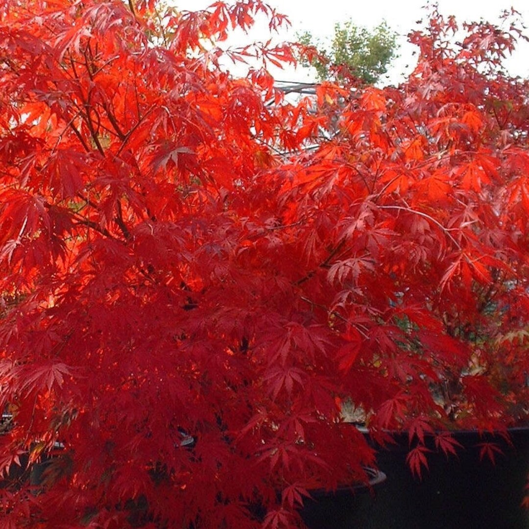 Purple Ghost Japanese Maple Bonsai Tree Seeds – Acer Palmatum, 200 Seeds