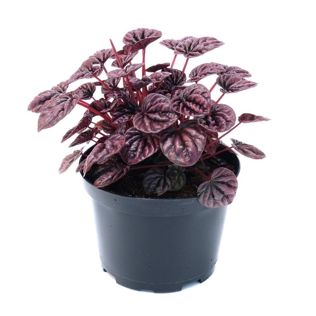 Peperomia Ripple Red Radiator Plant Tropical Houseplant Buy Any 3 Get 1 ...
