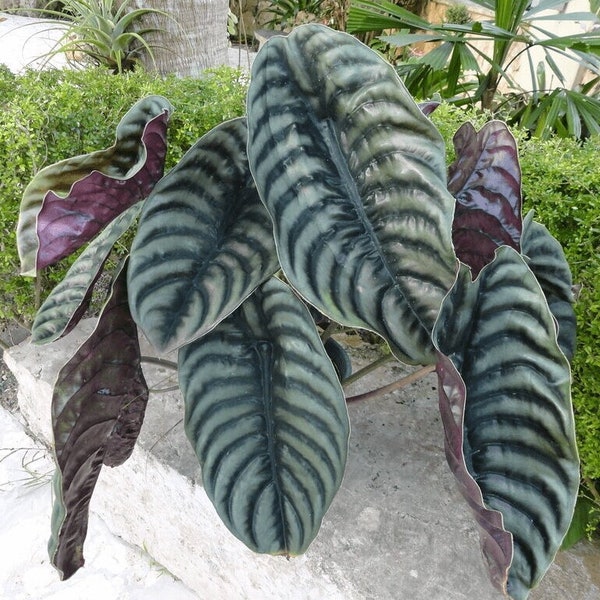 Alocasia Red Secret - Alocasia Cuprea  - Tropical Houseplant - Buy Any 3 Get 1 Free - Check Personalize For Details