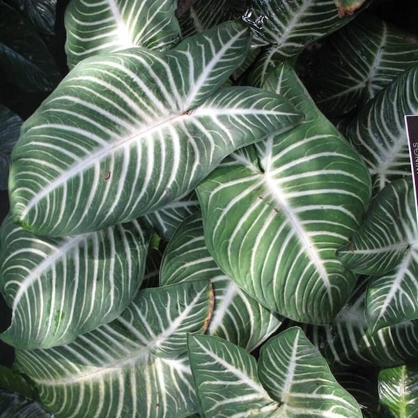 Xanthosoma Lindenii Magnificum - Angel Wing - Tropical Houseplant - Buy Any 3 Get 1 Free - Check Personalize For Details