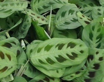 Maranta Leuconeura - Prayer plant - Tropical Houseplant