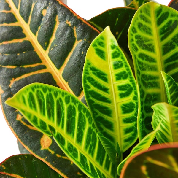 Croton Petra - Joseph's Coat - Codiaeum Variegatum - Houseplant - Buy Any 3 Get 1 Free - Check Personalize For Details