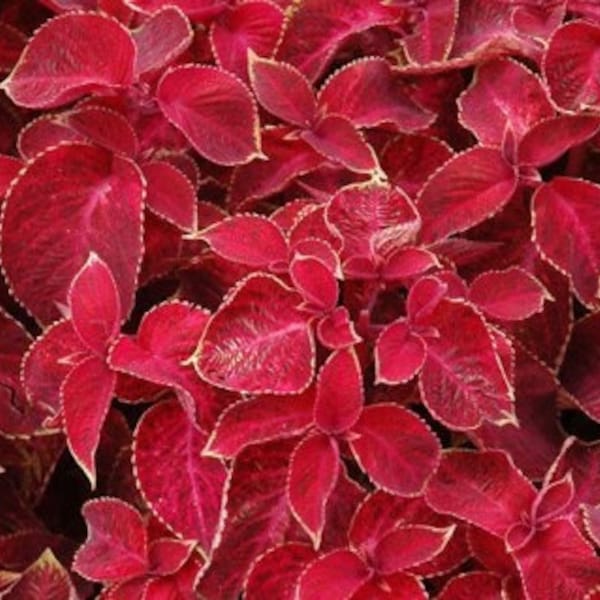 15 Red Velvet Coleus Seeds - Indoor Tropical Houseplant - Outdoor Annual Flower