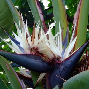 White Bird of Paradise - Strelitzia Nicolai - Tropical Houseplant - Buy Any 3 Get 1 Free - Check Personalize For Details