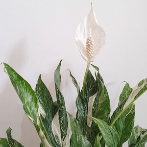 Spathiphyllum Domino - Variegated Peace Lily - Houseplant - Buy Any 3 Get 1 Free - Check Personalize For Details