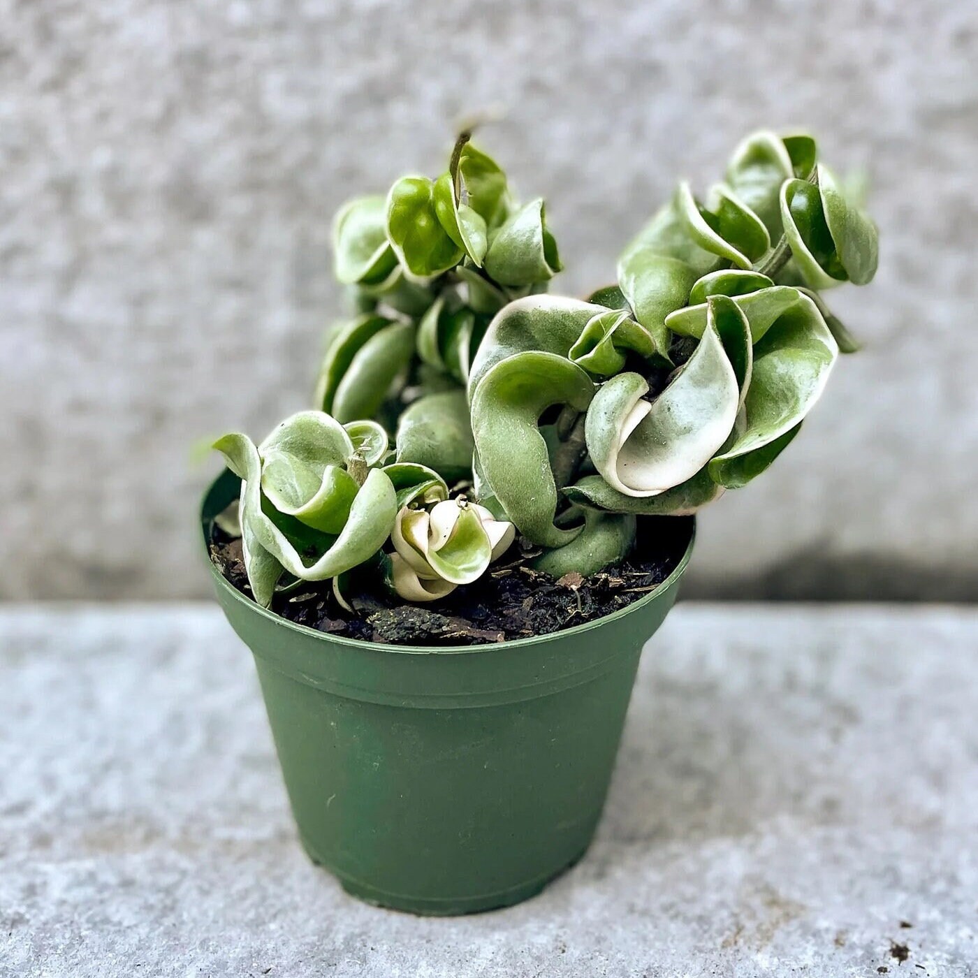 Variegated Hoya Rope Plant Succulent Houseplant Buy Any 3 Get 1 Free ...