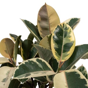 Ficus Elastica Tineke - Variegated Rubber Tree - Rubber Plant - Tropical Houseplant - Buy Any 3 Get 1 Free - Check Personalize For Details