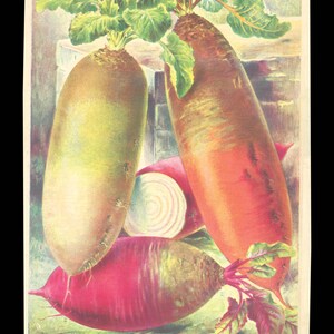 Puede incluir: Una ilustración vintage de tres remolachas grandes, una blanca, una roja y una naranja, con hojas verdes. El texto de la imagen dice "Betteraves Fourrageres" y enumera las variedades de remolachas.