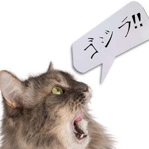 Op de afbeelding: Een grijze kat met groene ogen en een open mond, alsof hij miauwt of schreeuwt. Een witte tekstballon met Japanse tekst zweeft boven de kop van de kat. De achtergrond is effen wit.