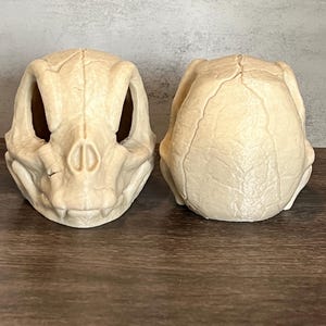 Pode incluir: Duas esculturas de crânio de plástico bege, uma com um rosto detalhado e a outra com uma parte de trás lisa, sobre uma superfície de madeira.