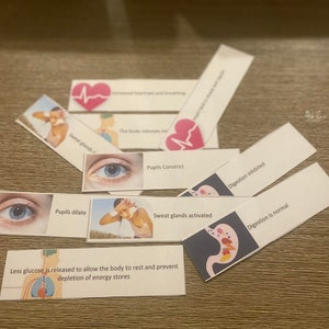 3.1 Tarjetas de referencia del sistema nervioso