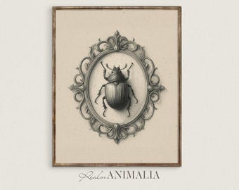 Beetle Sketch Art Print: Victorian Gothic Entomology Decor (Digital Download) S102