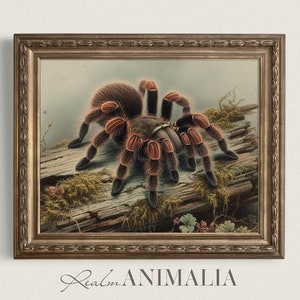 Mexican Red-Knee Tarantula Print, Vintage Spider Watercolor Painting, Printable Tarantula Illustration Wall Art, Arachnid Drawing | SD007