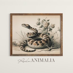 Può includere: Stampa vintage incorniciata raffigurante un serpente arrotolato con segni marroni e beige. Il serpente è posizionato vicino a una pianta fiorita con fiori beige. Il testo "Realm Animalia" è in basso, in una cornice di legno.