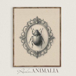 Beetle Sketch Art Print, Printable Entomology Insect Illustration, Victorian Gothic Dark Academia Cottagecore Wall Art, Bug Drawing | S102