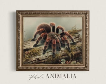 Vintage Mexican Red-Knee Tarantula Watercolor Print (Digital Download) SD007