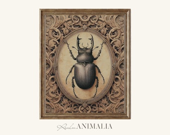 Beetle Art Print, Victorian Entomological Illustration, Insect Drawing (Digital Download)