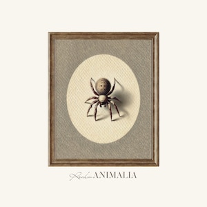 Vintage Spider Print, Entomology Illustration, Animal Wall Art