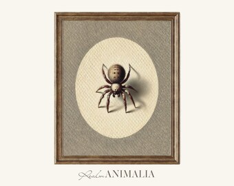 Vintage Spider Print, Entomology Illustration, Animal Wall Art