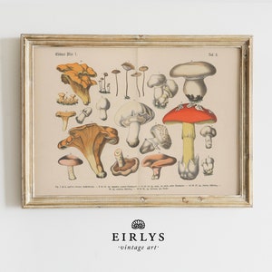 Edible Mushrooms Vintage Art Print | Vintage Farmhouse Autumn Cottagecore Whimsygoth Halloween  PRINTABLE | Downloadable Digital