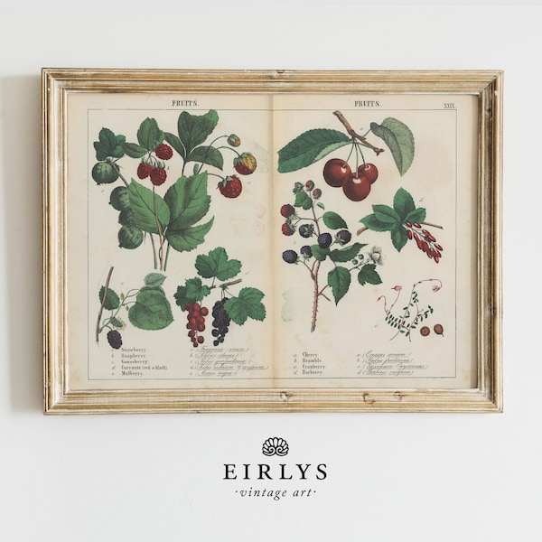 Berries Vintage Art Print | Vintage Farmhouse Decor Berries PRINTABLE | Downloadable Digital