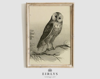May include: A vintage black and white illustration of an owl perched on a branch. The owl is facing the viewer with its large eyes open. The illustration is framed in a light wood frame.