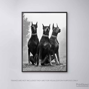 May include: Three black Doberman Pinscher dogs sitting in a row, looking up and to the right. The dogs are wearing studded collars and are in a grassy field.