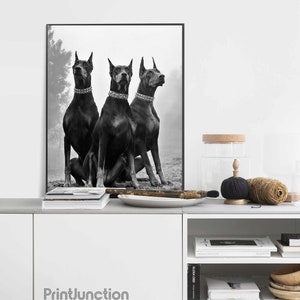 May include: Black and white photograph of three Doberman Pinschers sitting in a forest. The dogs are looking up and have collars on. The photo is framed and hanging on a white wall above a white shelf with books and decor.