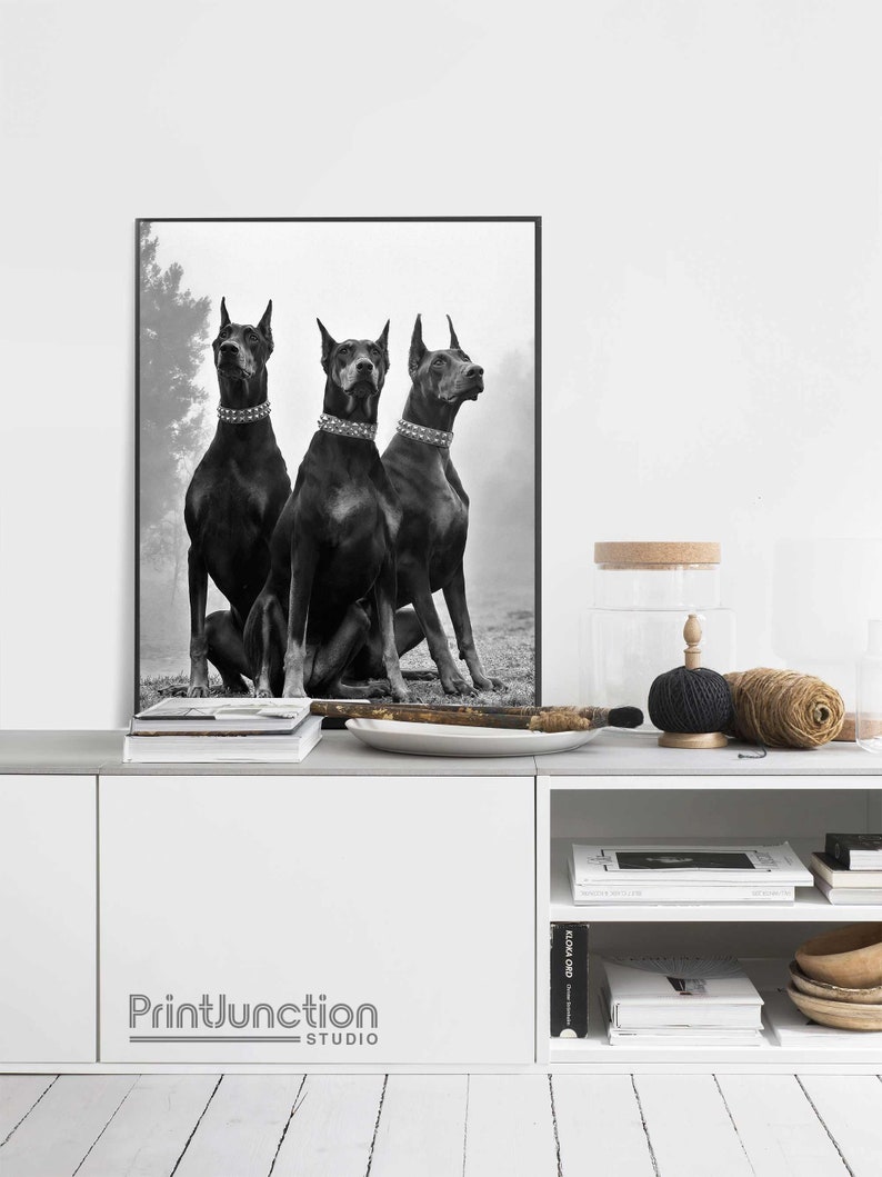 May include: Black and white photograph of three Doberman Pinschers sitting in a forest. The dogs are looking up and have collars on. The photo is framed and hanging on a white wall above a white shelf with books and decor.