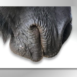 Horse Picture Close Up Photograph Digital Download Unusual Equine Wall Art