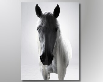 Ritratto di cavallo bianco in ombra / Fotografia equina (download digitale)