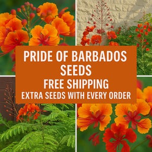 Pride of Barbados Flower Seeds – Vibrant Tropical Blooms | Easy to Grow | Butterfly Attractor | Extra Seeds & Free Shipping, 10 seeds +...