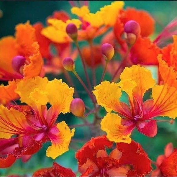 Red bird of paradise seeds, 10 seeds, Beautiful Red/Yellow blooms (Drought-tolerant & Deer Resistant), Cheap Shipping!