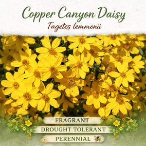 May include: A close-up of Copper Canyon Daisy flowers, Tagetes lemmonii, with bright yellow petals and a brown center. The image includes text that reads "Fragrant, Drought Tolerant, Perennial."