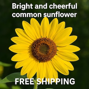 25 Common Sunflower Seeds – Helianthus annuus - Free Shipping!