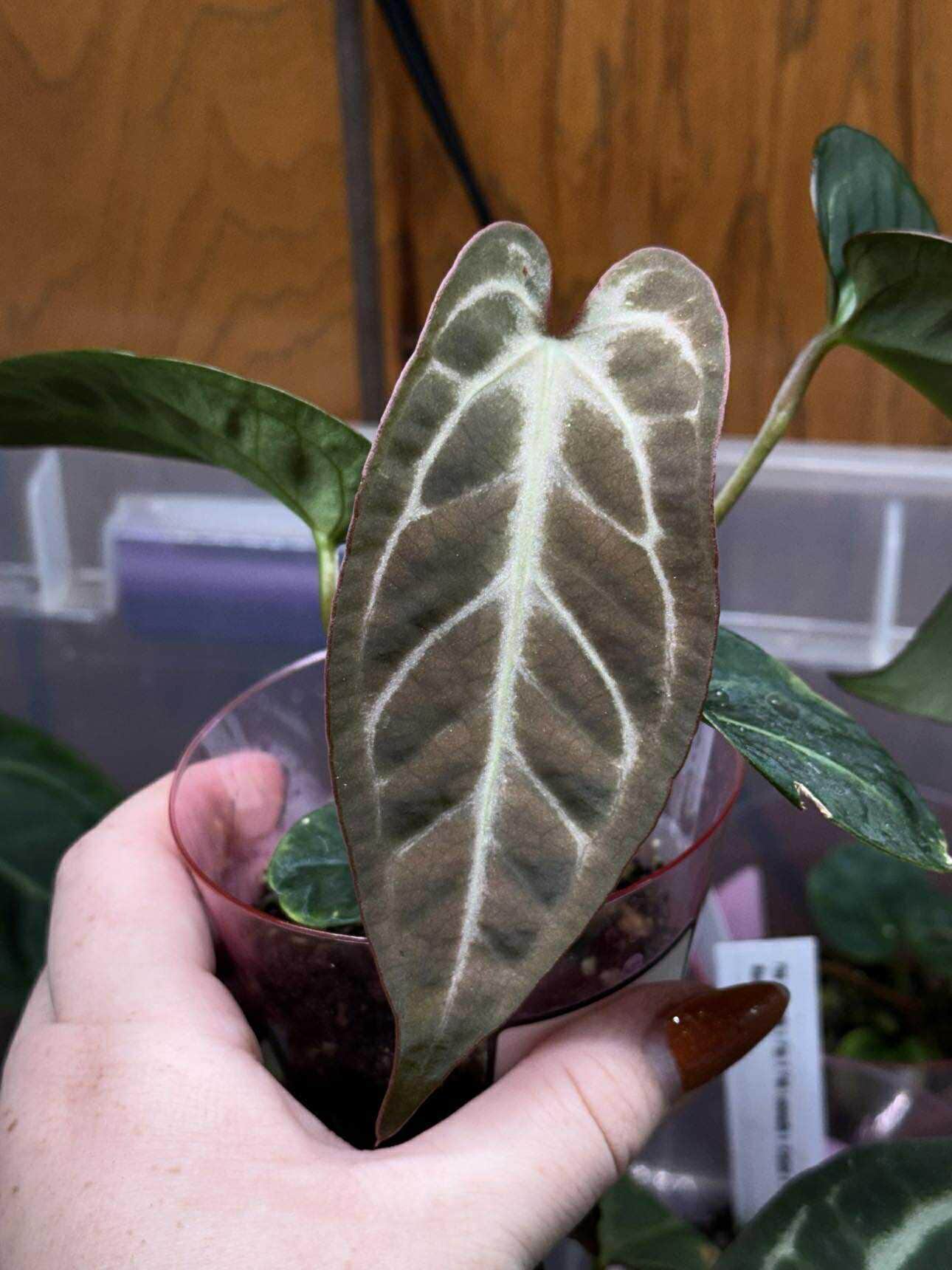 Anthurium Pink Lemonade - Etsy