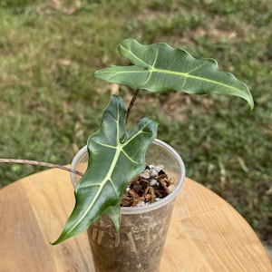 Op de afbeelding: Een kleine Alocasia plant in een doorzichtige plastic pot. De plant heeft grote, donkergroene bladeren met prominente lichtgroene nerven. De pot staat op een houten oppervlak, met een vage groene achtergrond.