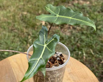 Planta Alocasia Sarian: Purificadora de aire