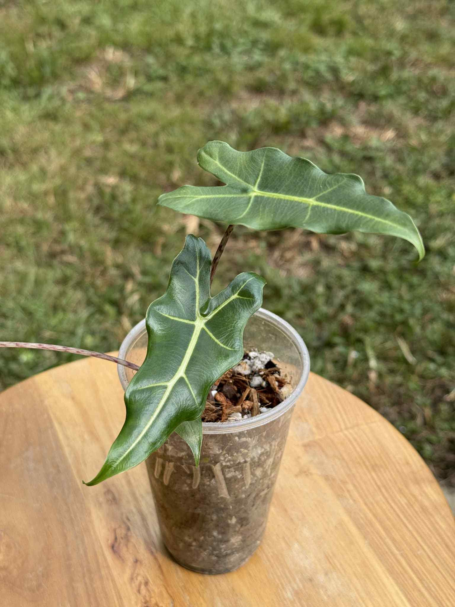 Alocasia variegated frydek - Etsy 日本