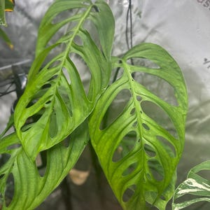 Monstera Esqueleto Cutting - Etsy