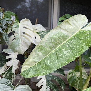 Philodendron Tenue - Etsy