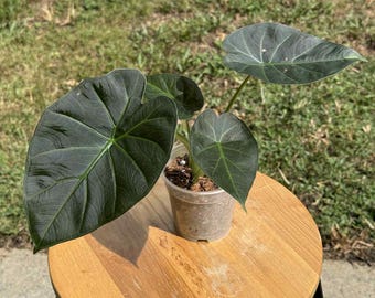 Regal Shield Albo Variegated Alocasia Corm A7 A23 A24 A25 - Etsy