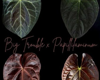 Anthurium Seed: Big Trouble x Pap, Growers Choice