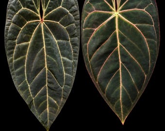 Anthurium AOS DF X RVDP (tezula Ace of Spades X Red Vein Dark