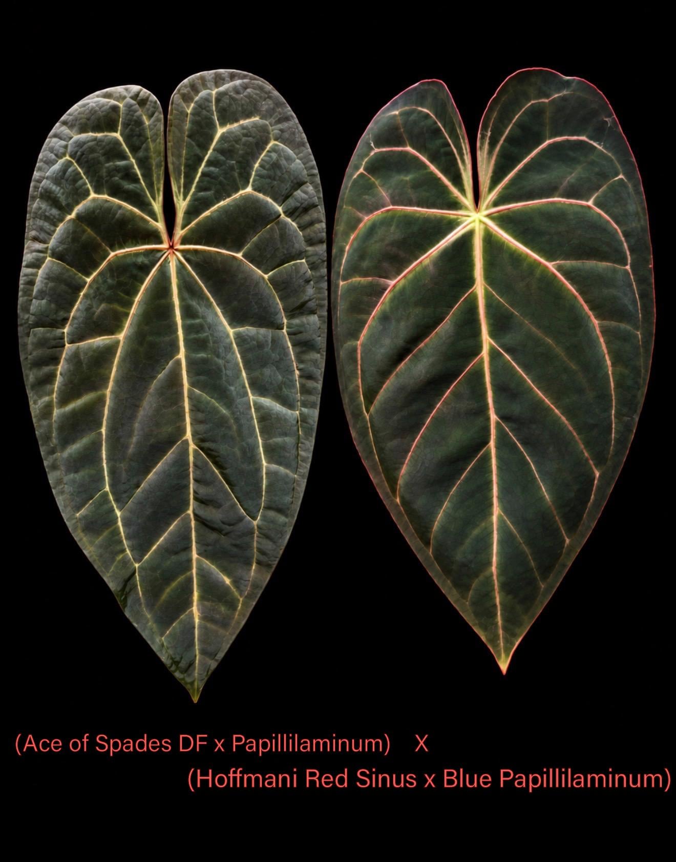 Anthurium Blue Papillilaminum - Etsy