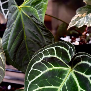 Anthurium crystallinum live plant - Etsy 日本