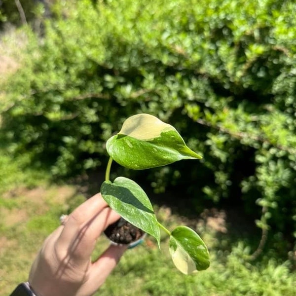 Monstera Thai Constellation 2” pot