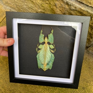 May include: A framed insect specimen of a green leaf insect, also known as a walking leaf, displayed against a black background.